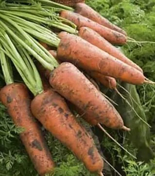 Насіння моркви Кордоба F1, п.о. 100 тис. насінин (Bejo)