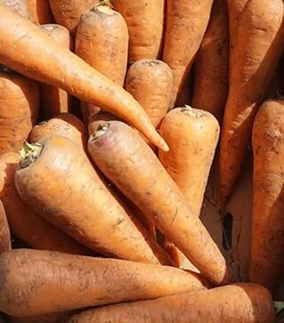 Семена моркови СВ 3118 F1, п.е. 1000 тыс. семян, 1,4-1,6 калибр (Seminis)