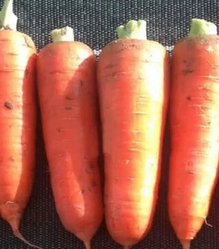 Насіння моркви Курода Пауер, 100 г (Sakata)