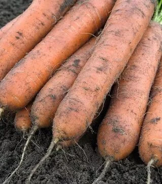 Семена моркови Номинатор F1, п.е. 100 тыс. семян (Bejo)