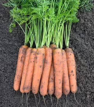 Семена моркови Номинатор F1, п.е. 100 тыс. семян (Bejo)