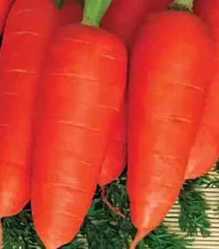 Семена моркови Нью Курода, 5 кг (Коуэлл)