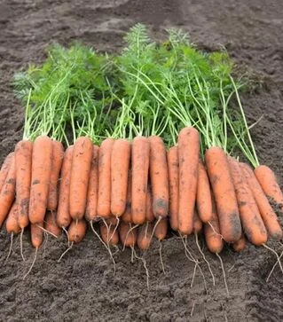 Семена моркови Новара F1, п.е. 100 тыс. семян (Bejo)