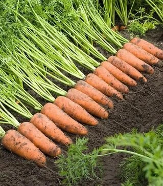 Семена моркови Каскад F1, п.е. 100 тыс. семян, 2,0-2,2 калибра (Bejo)