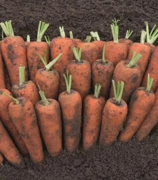 Семена моркови Кентон F1, п.е. 100 тыс. семян, 2,0-2,2 калибра (Bejo)