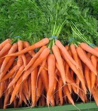 Семена моркови Наполи F1, п.е. 500 тыс. семян, 2,2-2,4 калибра (Bejo)