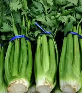 Семена сельдерея Дарклет F1, п.е. 10 тыс. семян (Takii Seed)