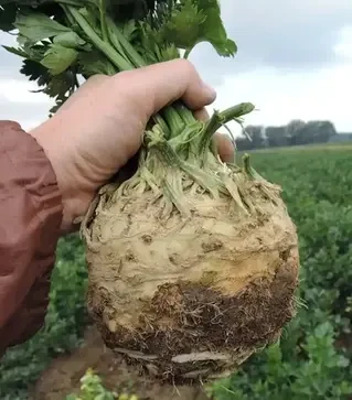 Семена сельдерея Неон, п.е. 10 тыс. семян (Semo)