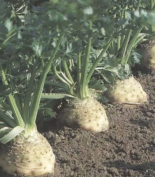 Семена сельдерея Балена F1, п.е. 10 тыс. семян (Bejo)