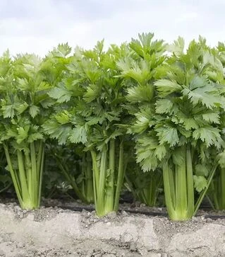 Семена сельдерея Стэтхем F1, п.е. 10 тыс. семян (Rijk Zwaan)