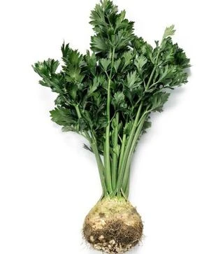 Насіння селери Мерга, п.о. 10 тис. насінин (Rijk Zwaan)