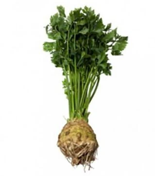 Насіння селери Отаго, п.о. 10 тис. насінин (Rijk Zwaan)