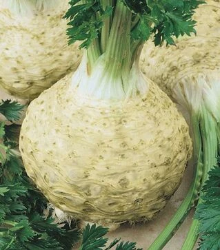 Насіння селери Максим, 1 кг (Moravoseed)