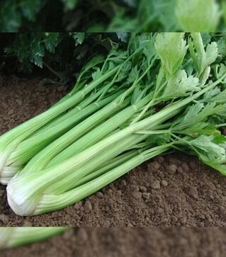 Семена сельдерея Малахит, 1 кг (Moravoseed)