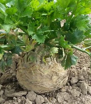 Семена сельдерея Албин, 1 кг (Moravoseed)