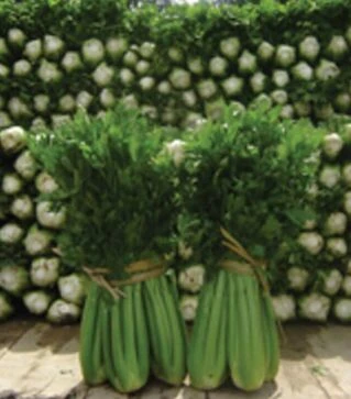 Семена сельдерея Танго, п.е. 10 тыс. семян (Bejo)