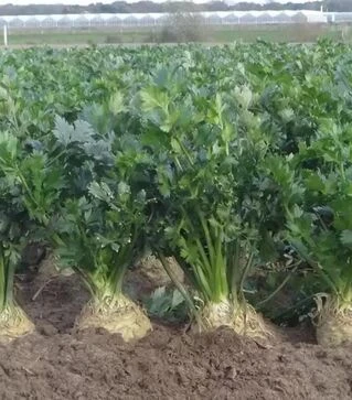 Семена сельдерея Маркиз F1, п.е. 10 тыс. семян (Nunhems)