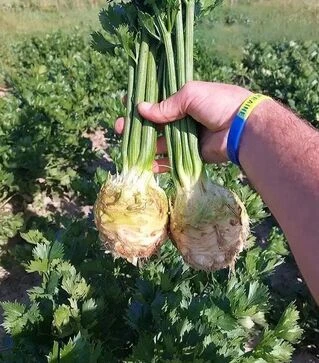 Семена сельдерея Принц F1, п.е. 10 тыс. семян (Nunhems)