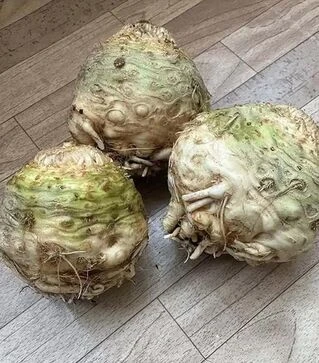 Насіння селери Вольт F1, 10 г (Lark Seeds)