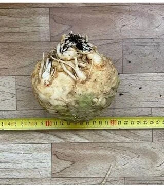 Насіння селери Вольт F1, 10 г (Lark Seeds)