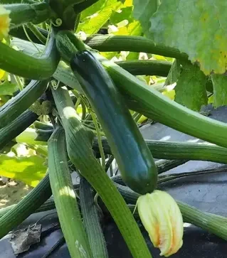 Насіння кабачка Ноа F1, п.о. 500 насінин (Sakata)