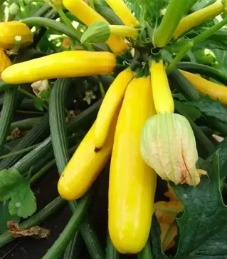 Семена кабачка Паладин F1, п.е. 1 тыс. семян (Moravoseed)