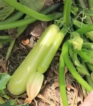 Насіння кабачка Аделія F1, п.о. 500 насінин (Enza Zaden)