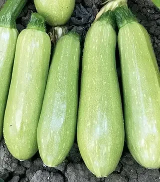 Семена кабачка EZ 38 F1, п.е. 1 тыс. семян (Libra Seeds)