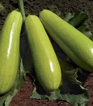 Семена кабачка Язума F1, п.е. 500 семян (Kitano Seeds)