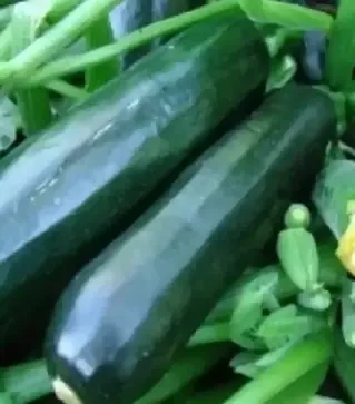 Насіння кабачка Термінатор F1, п.о. 1 тис. насінин (Moravoseed)