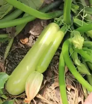 Насіння кабачка Ісмаліа F1, п.о. 500 насінин (Enza Zaden)