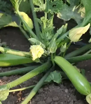 Семена кабачка Язума F1, п.е. 1 тыс. семян (Kitano Seeds)