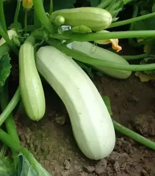 Семена кабачка Квета, п.е. 1 семена (Moravoseed)