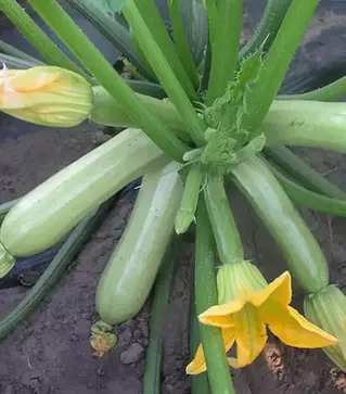 Семена кабачка Кавили F1, п.е. 1 тыс. семян (Nunhems)