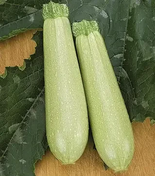 Насіння кабачка Іскандер F1, п.о. 1 тис. насінин (Seminis)