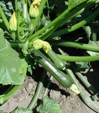 Насіння кабачка Лейла F1, п.о. 250 насінин (Vitalis)