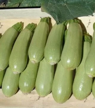 Семена кабачка Азиад, п.е. 1 тыс. семян (Sakata)