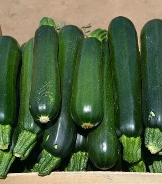 Семена кабачка Базальд F1, п.е. 500 семян (Spark Seeds)