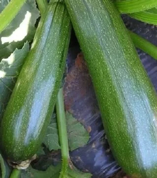 Насіння кабачка Династія F1, п.о. 500 насінин (Tezier)