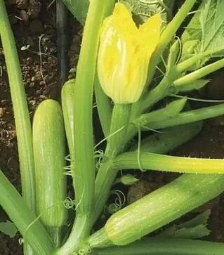 Семена кабачка Эзра F1, п.е. 100 семян (Hazera)