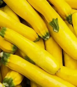 Семена кабачка Елоу Хаус F1, п.е. 500 семян (NongWoo Bio)