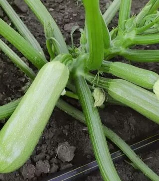 Семена кабачка КС 2446 F1, п.е. 1 тыс. семян (Kitano Seeds)