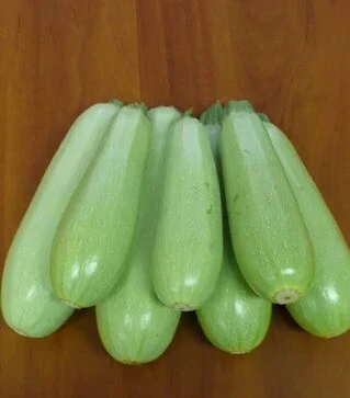 Насіння кабачка Немо F1 Ларк Сідс, п.о. 2.5 тис. насінин (Lark Seeds)