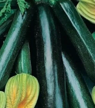 Семена кабачка Нефертиты, 1 кг (Moravoseed)