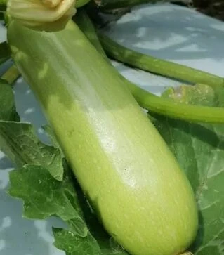 Семена кабачка Регги F1 (INX 1424), п.е. 500 семян (Innova Seeds)