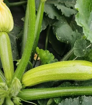 Насіння кабачка Сіріо F1 (CRX 90197 F1), п.о. 500 насінин (Cora Seeds)