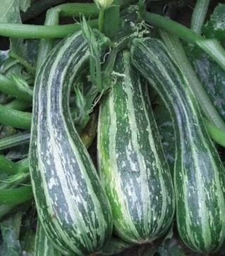 Семена кабачка Тапир, 1 кг (Moravoseed)