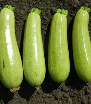 Семена кабачка Каризма F1, п.е. 2500 семян (Syngenta)