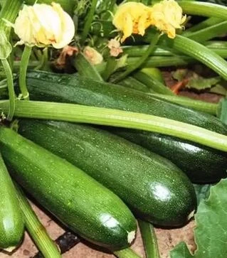 Насіння кабачка Термінатор F1, 1 кг (Moravoseed)