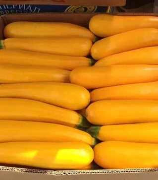 Насіння кабачка Санлайт F1, п.о. 1000 насінин (Clause)